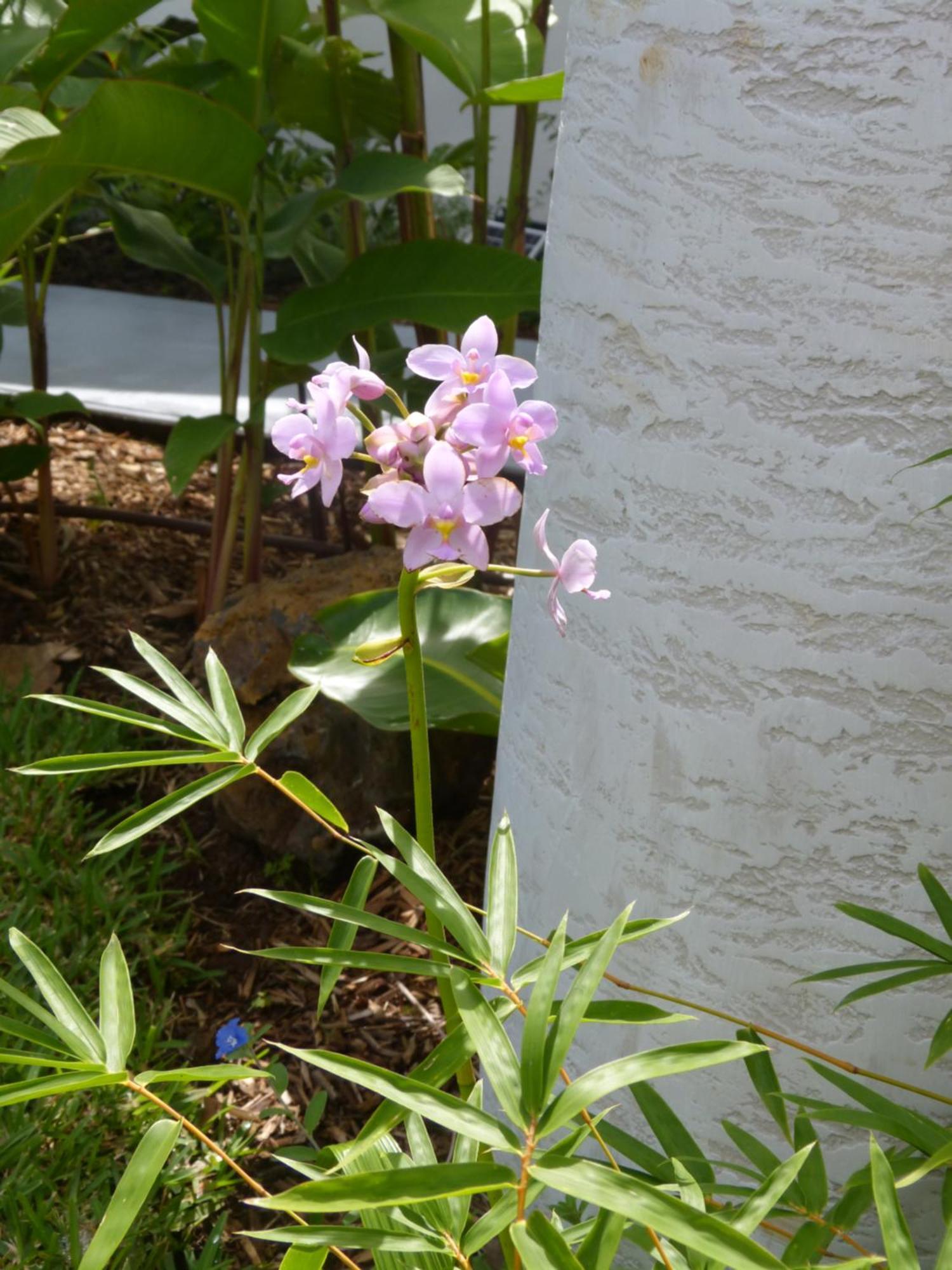 Bungalow Citronnelle Saint Pierre Luaran gambar